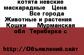 котята невские маскарадные › Цена ­ 18 000 - Все города Животные и растения » Кошки   . Мурманская обл.,Териберка с.